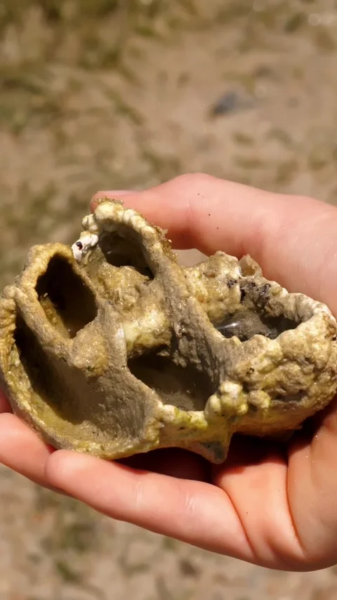 Old seashell. close-up, a hand is holding a fragment of a large old seashell, in Stock Footage 315754436