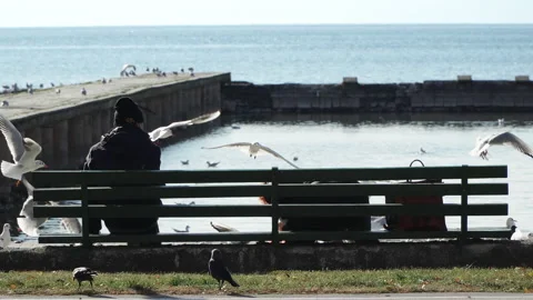 Old senior couple resting on the bench and feeding the seagulls near the lake Stock Footage 236875780