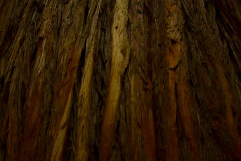 Old Sequoia Bark Foto stock