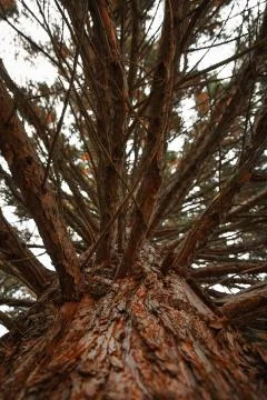 Old Sequoia Trunk with Branches Bottom Up Stock Photos