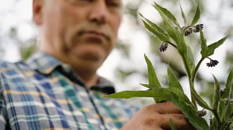 Old serious man looking on plants Stock Footage 63372982