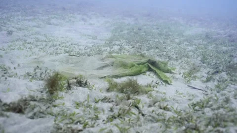 An old shabby disposable plastic bag lies on sandy seabed covered with green sea Stock Footage 252016756