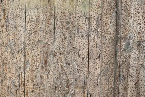 Old shabby texture Stock Photos