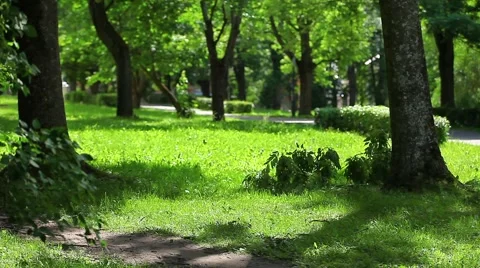 Old shaded park Summer day Stock Footage