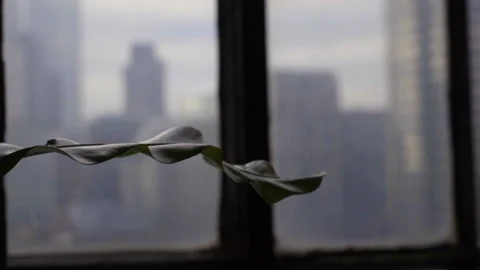 Old Shareditch Window 3 Stock Footage 132342880