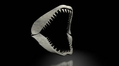 Old shark jaw with transparent effect and alpha channel Stock-Footage 48219524