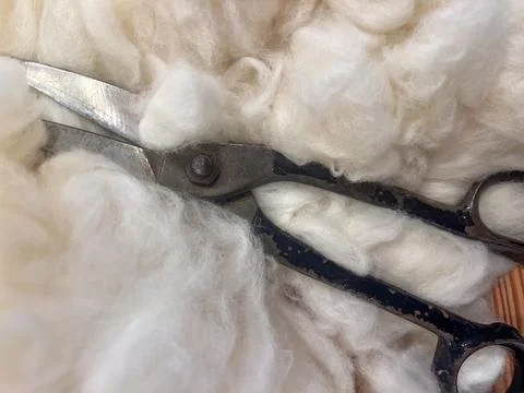 Old shears on soft white wool concept of natural fiber textile and handmade c Foto stock