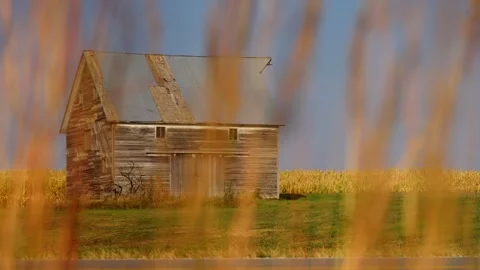 Old shed glimpsed through blowing grass Stock-Footage 345530977