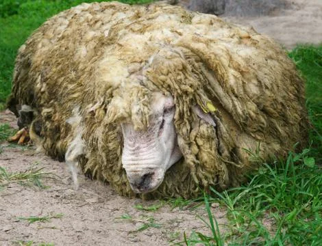 Old sheep Stock Photos