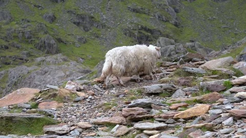 An old sheep walks in the mountains between the rocks Stock-Footage 146171142
