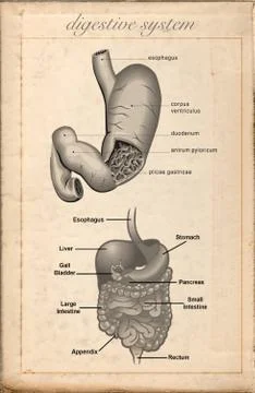 Old sheet vintage of the digestive system Stock Illustration