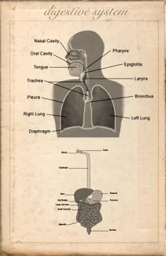 Old sheet vintage of the digestive system Stock Illustration