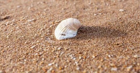 Old shell 库存照片