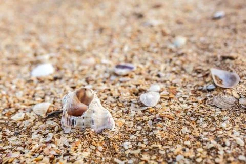 Old shell rapana Фото