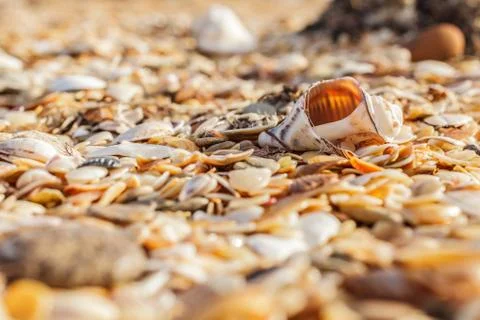 Old shell Rapana 库存照片