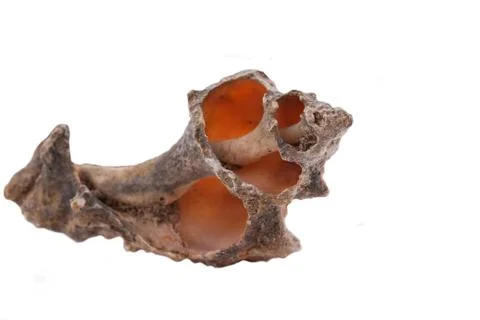 The old shell on the white background Stock Photos