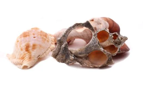 The old shell on the white background Stock-Fotos