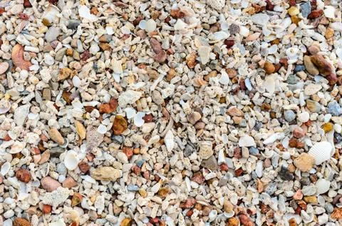 Old shells and stone on the beach Stock Photos
