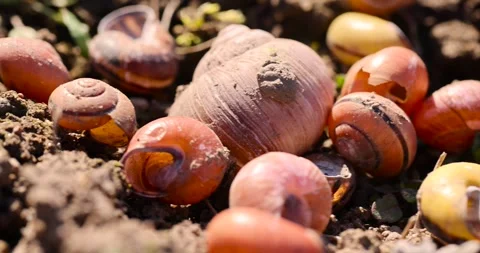 Old shells of grape snails on the ground, a large number of empty snail shells Stock Footage 313571390