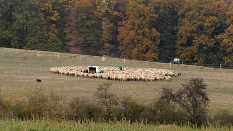 Old shephard catching a sheep from a flock surrounding his van, autumn trees Stock Footage 98098203