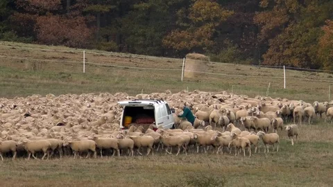 Old shephard caught a sheep, puts it into van, sheep tending, flock, autumn Stock Footage 98098694