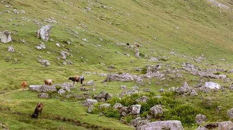 Old shepherd brings back cattle to cow house Stock Footage 51656203