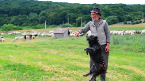 Old shepperd man playing with his dog near flock Stock Footage 40395285