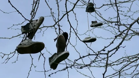 The old shoes hanging on a tree branch Stock-Footage 69999728