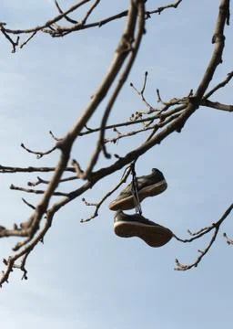 Old shoes hung from a tree Stock Photos
