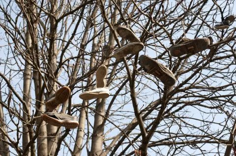 Old shoes hung from a tree Stock Photos