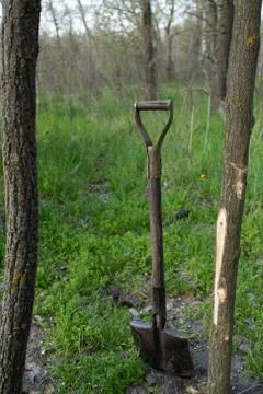 Old shovel inserted into the ground Foto stock