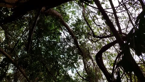 Old shrine in the forest Stock Footage 266469977