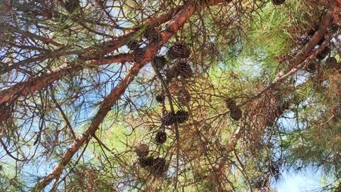 Old Siberian cedar tree with many cones on the crown, nature Stock-Footage 295602058