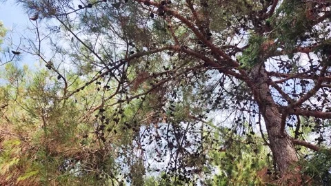 Old Siberian cedar tree with many cones on the crown, nature Stock Footage 296226661