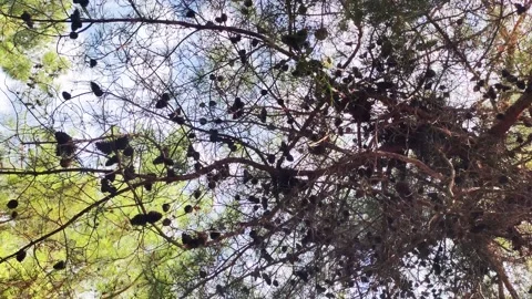 Old Siberian cedar tree with many cones on the crown, nature Stock Footage 296579352