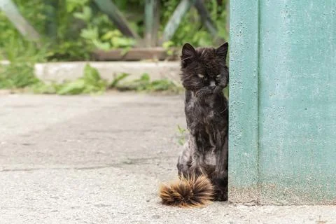 An old sick cat.A tonsured black cat in a shelter for homeless animals. Stock Photos