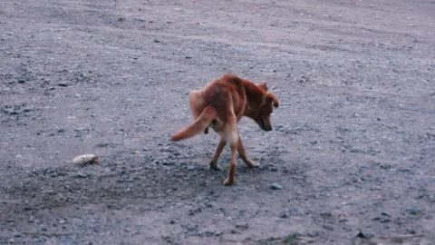 An old sick dog is constantly scratching on the move. Stock Footage 225730730