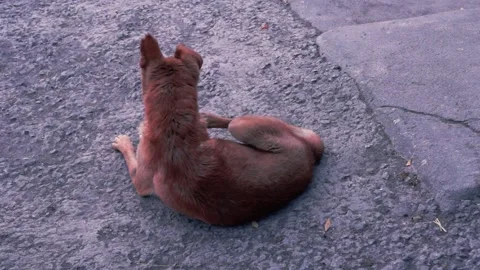 An old sick dog is constantly scratching on the move. Stock Footage 225731062