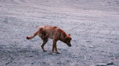 An old sick dog is constantly scratching on the move. Stock Footage 225731090