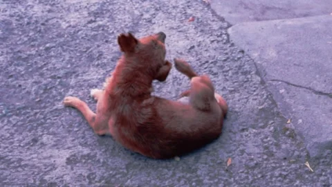 An old sick dog is constantly scratching on the move. Stock Footage 225731133