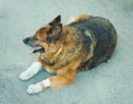 Old sick dog Stock Photos