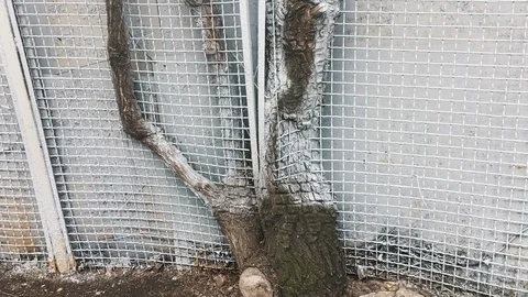 Old sick tree growing through the fence. Stock Footage 99451295