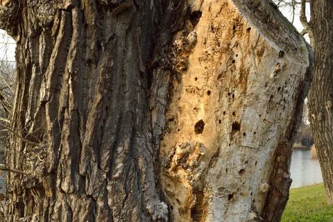 Old sick tree. in the old park Stock Photos