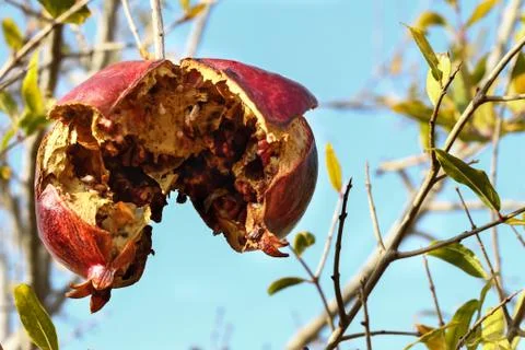 Old single pomegranate on the tree Stock Photos