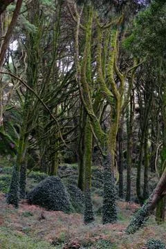 Old Sintra forest Stock Photos