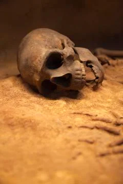 Old skeleton close-up Stock Photos