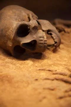 Old skeleton close-up Stock Photos