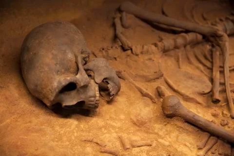 Old skeleton close-up Stock Photos