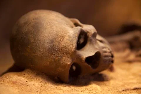 Old skeleton close-up Stock Photos