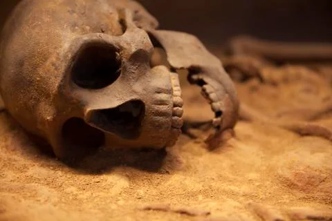 Old skeleton close-up Stock Photos